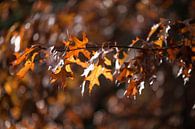 Herfst bladeren von Emma van Veldhuisen Miniaturansicht