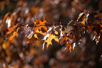 Herfst bladeren van Emma van Veldhuisen