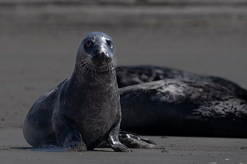 Bedenkelijke zeehond