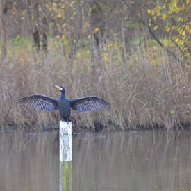 Ich bin der König von ESB-Fotografie