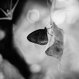 Dans un rêve sur Dick Nieswaag