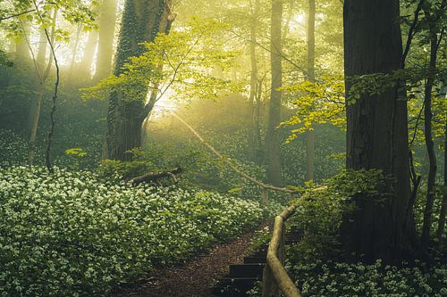 Wilde knoflook in bloei