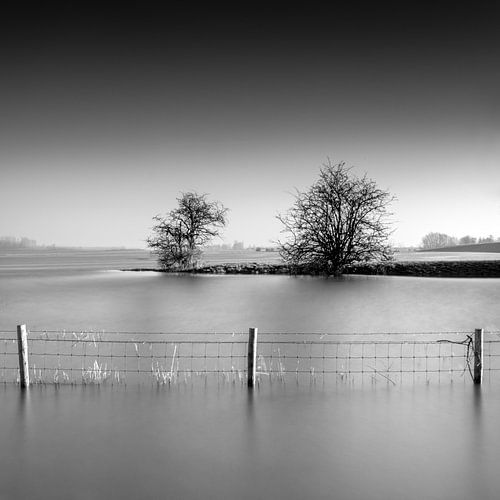Twee Bomen en een Hek