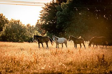 Zomerse Vrijheid: Grazende Schoonheid van Vrije Paarden van Youp Linders