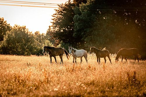 Liberté d'été : la beauté des pâturages des chevaux libres