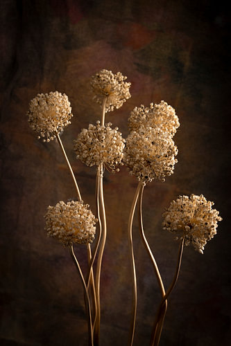 onion bulbs in the light