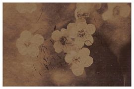 Agfa Brovira Satino _ 10 von Johannes Wobus