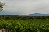 druivengaarde in de Provence van Cor Pater thumbnail
