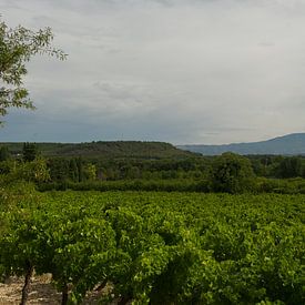 druivengaarde in de Provence van Cor Pater