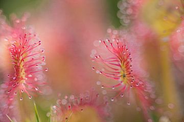 Close-up of Sundew by Richard Guijt Photography