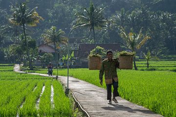 Straße durch die Reisfelder von Anges van der Logt
