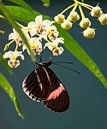 Passionsblume Schmetterling von Anouschka Hendriks Miniaturansicht