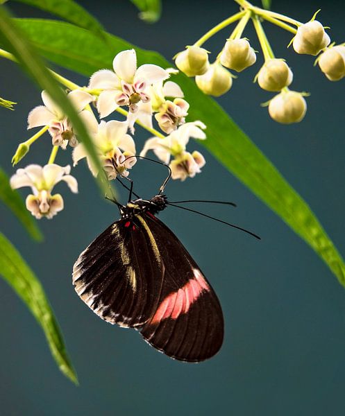 Passionsblume Schmetterling von Anouschka Hendriks