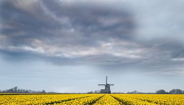 Windmill and daffodils