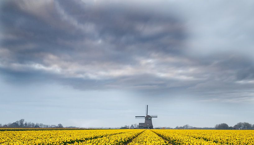 Moulin à vent et jonquilles par Menno Schaefer