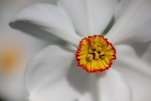 jonquille sur Kimberly Scheers - Mennen