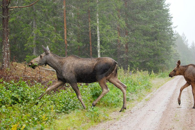 Eland met jong steekt de weg over by Margreet Frowijn