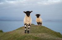 Neugierige SchafAffen
