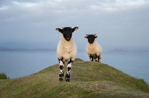 Nieuwsgierige (sch)aapjes