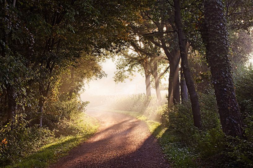 Naar het Licht van Rob Boon