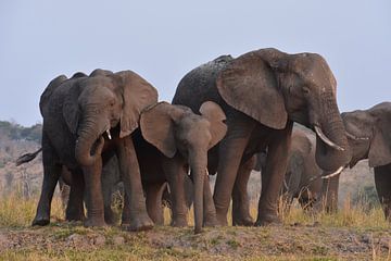 Elephants in Botswana by Tim Reginald Velten
