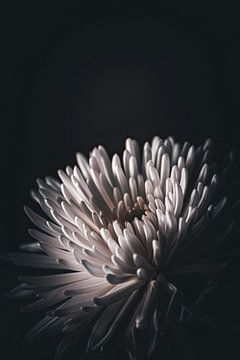 witte bloem