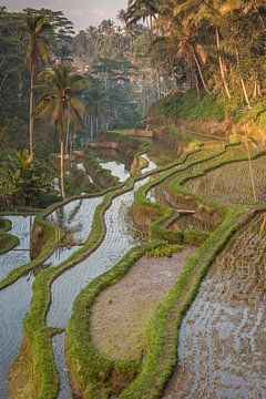 Reisterrassen auf Bali in der Nähe von Ubud von Sander Groenendijk