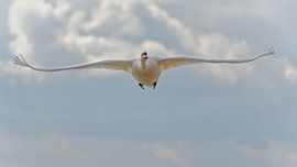Schwan fliegt weiter von JW Image Solutions