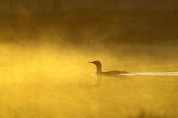 Roodkeelduiker in de ochtendmist. van Alex Roetemeijer