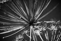 Bloemen Kunst in Zwart en Wit