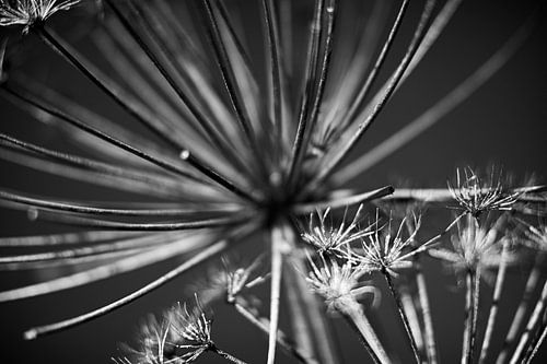 Flowers Art in Black and White