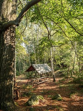 Kohlberg, Saxon Switzerland - Bench in birch forest by Pixelwerk