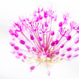 Allium von Marianne Henstra