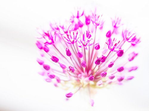 Allium