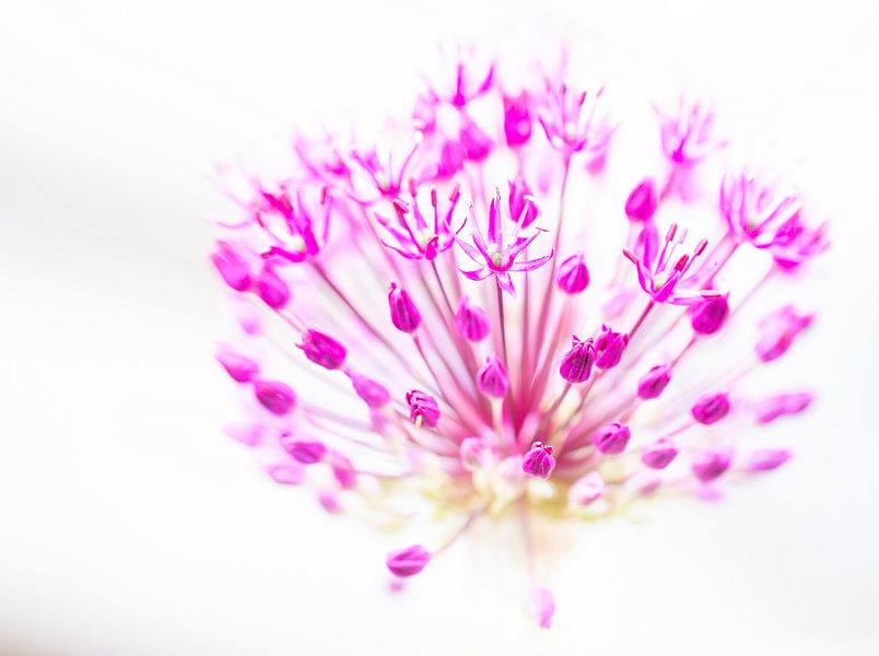 Allium by Marianne Henstra