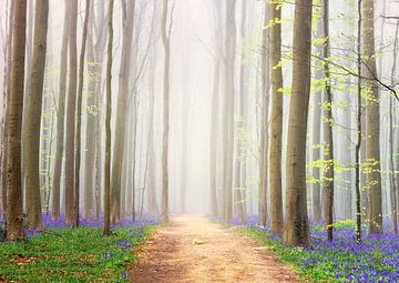 The magical bluebell forest sur Bart Ceuppens