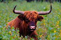 schotse hooglander