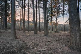 Sunrise Kaapse Bossen