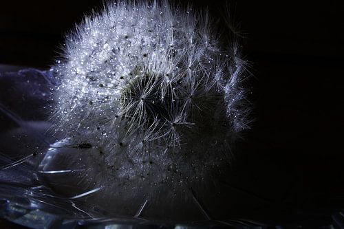 Dandilion III
