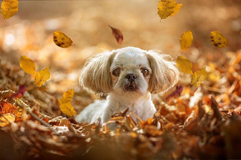 Frutsel the Shitzu in leaves by Ribbi