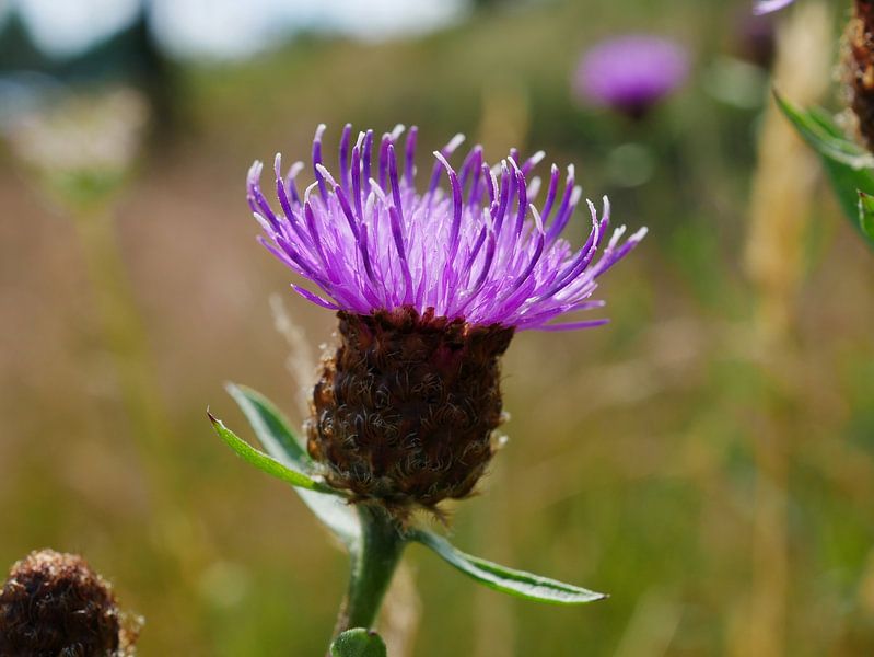 Knöterich und Sonnenlicht. von Wim vd Neut