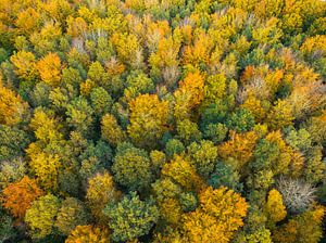 Herbstwald mit bunten Blättern von oben gesehen