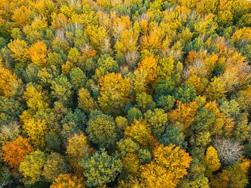 Herfstbos met kleurrijke bladeren van bovenaf gezien van Sjoerd van der Wal