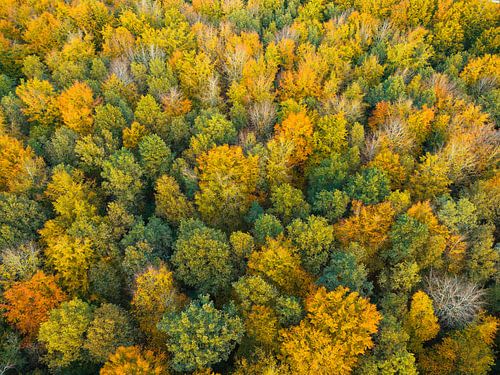 Herfstbos met kleurrijke bladeren van bovenaf gezien