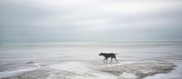 Hund allein in ruhigen Meer von Marcel van Balken Miniaturansicht