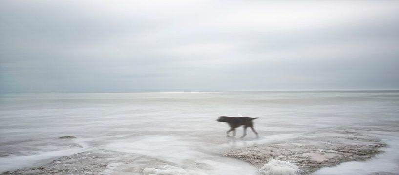 Hund allein in ruhigen Meer von Marcel van Balken