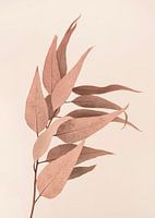 Dried Eucalyptus