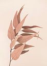 Dried Eucalyptus by Kathrin Pienaar thumbnail