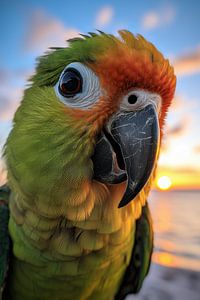 Papagei im Sonnenuntergang