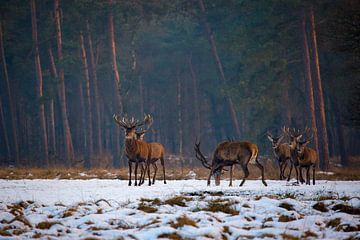 Edelherten in het Nationaal Park de Hoge Veluwe van Evert Jan Kip